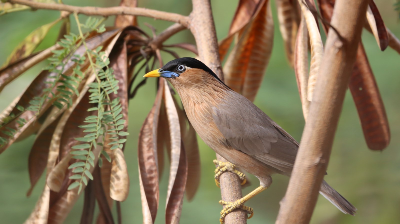 Brahminy Starling